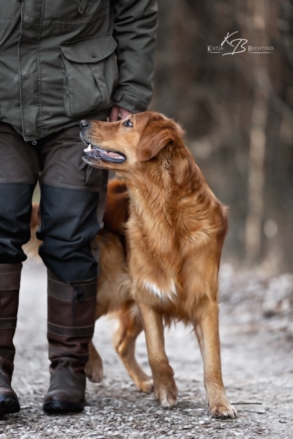 Phinegean Coda of Golden Summerby - APD/R F u. APD/S O, div. WTs A – F – O, div. Team WTs, Mock Trial (Novice), JP/R, JEP, BLP, VPS with living duck, Btr., HP/R, 1500 m long track, PnS