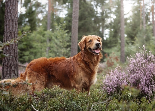 Phinegean Coda of Golden Summerby