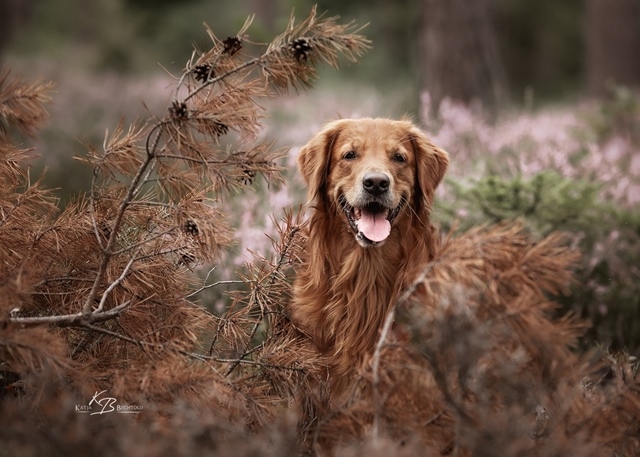 Phinegean Coda of Golden Summerby