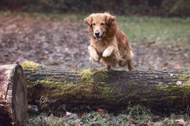 Phinegean Coda of Golden Summerby