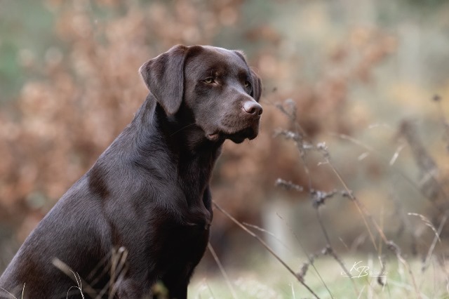 Hochzeit bei Flying&nbsp;Huntsman
