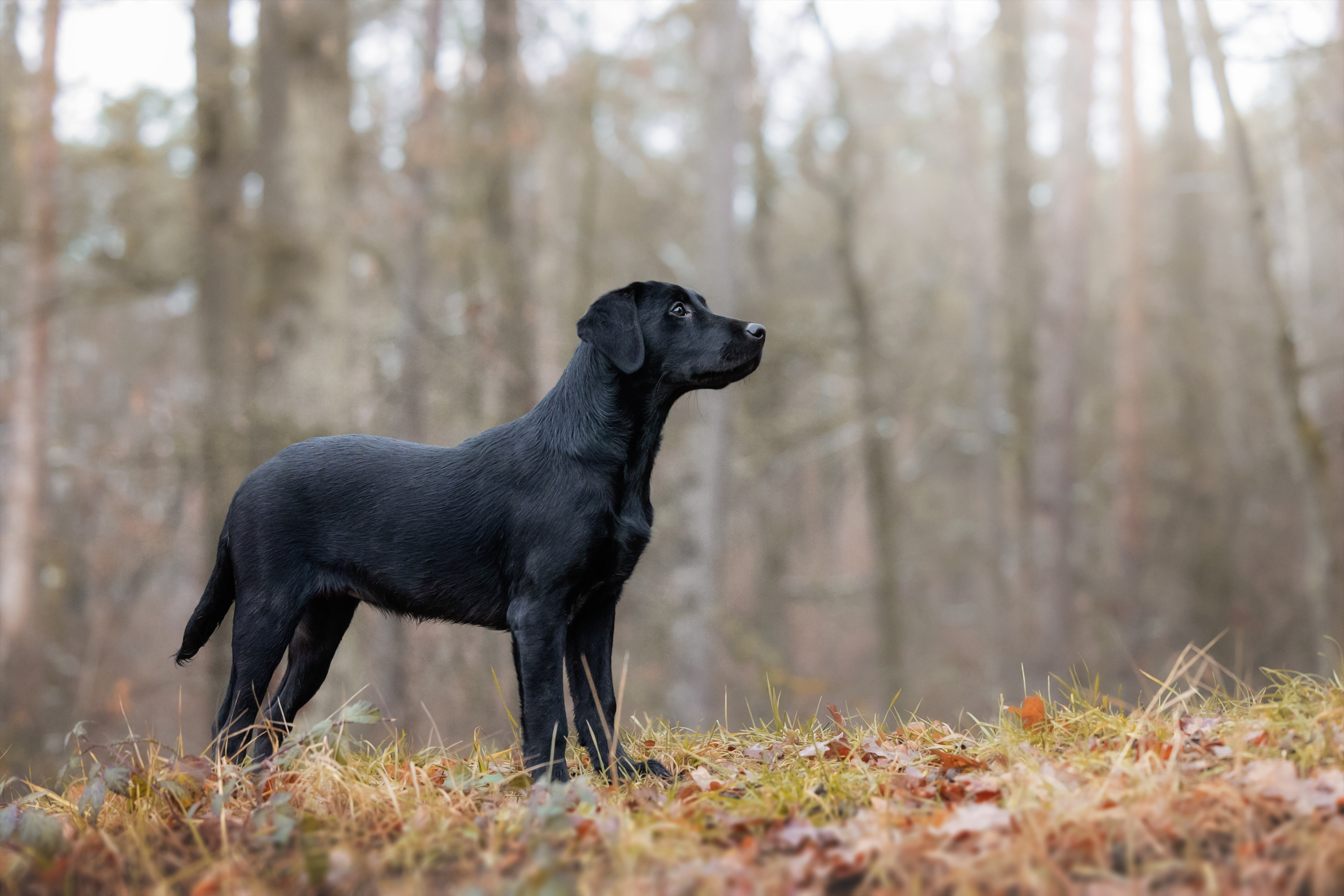 Ulvy vom Gerretsfeld