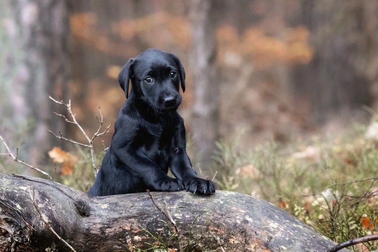 Ulvy vom Gerretsfeld