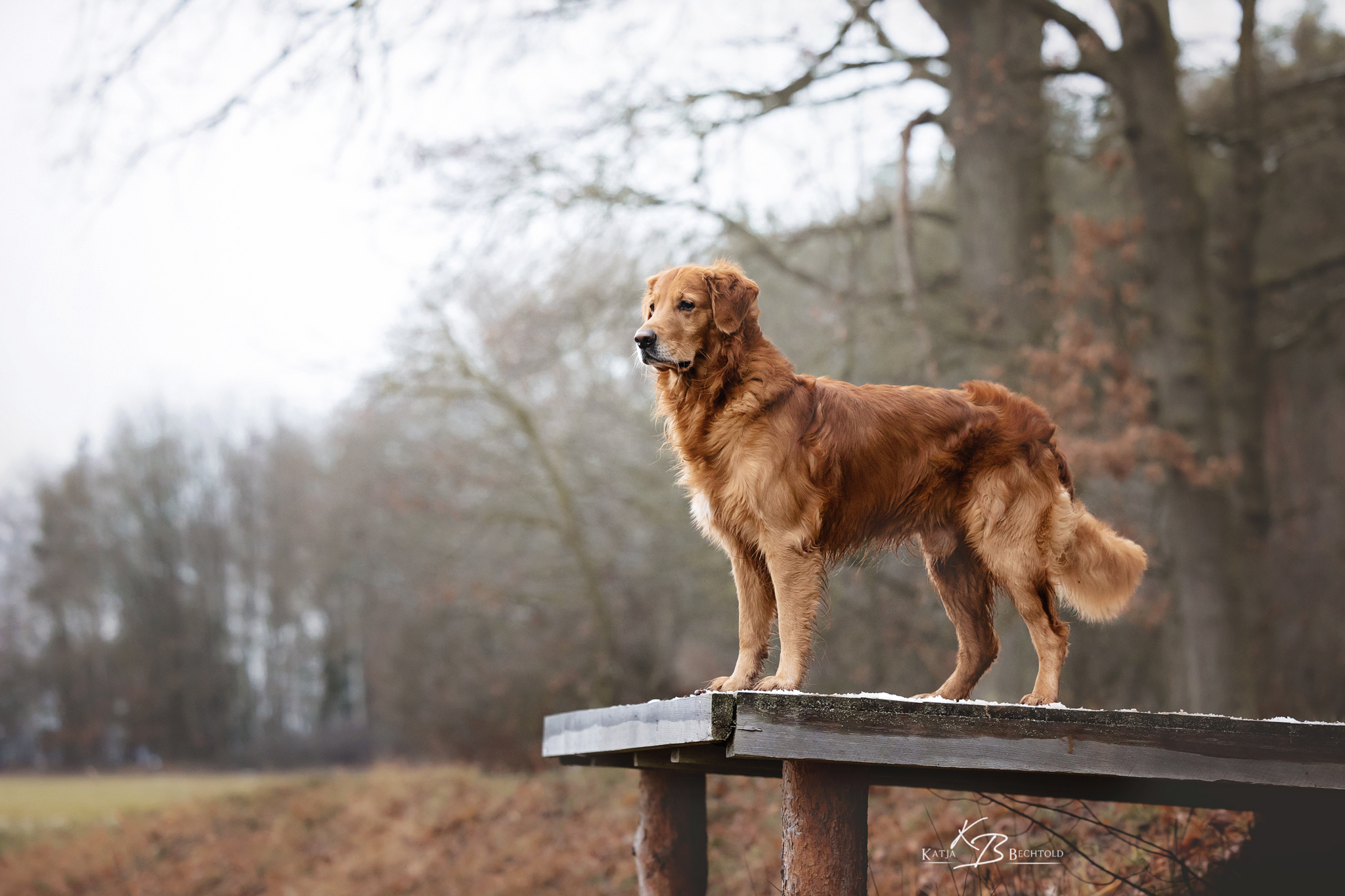 Phinegean Coda of Golden Summerby