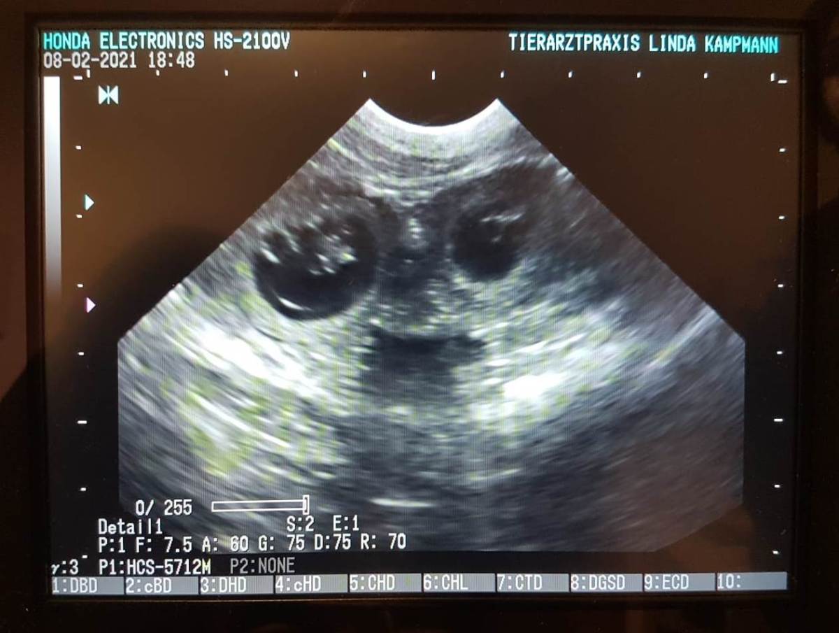 Fruchtanlagen gesichtet