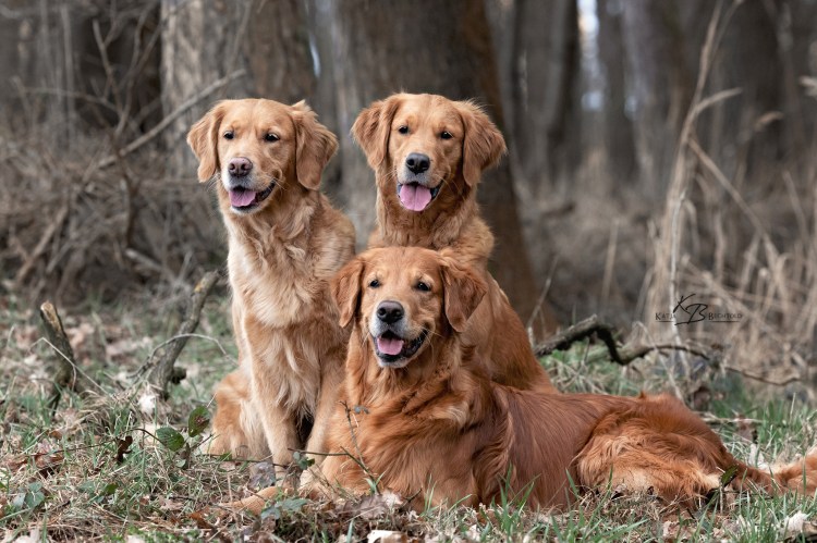 Wurfplanung mit Gwendy und Shila von LUMI’s&nbsp;Golden