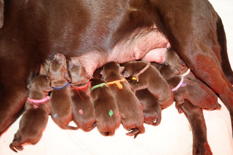 Gustl ist das erste Mal Papa und das gleich neunfach