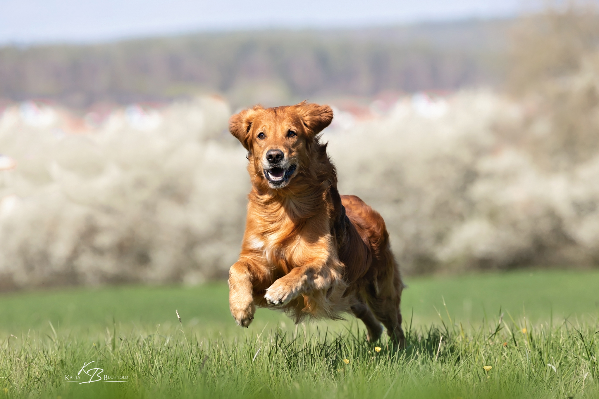Phinegean Coda of Golden Summerby - Stud dog in the DRC (German Retriever Club) VDH/FCI