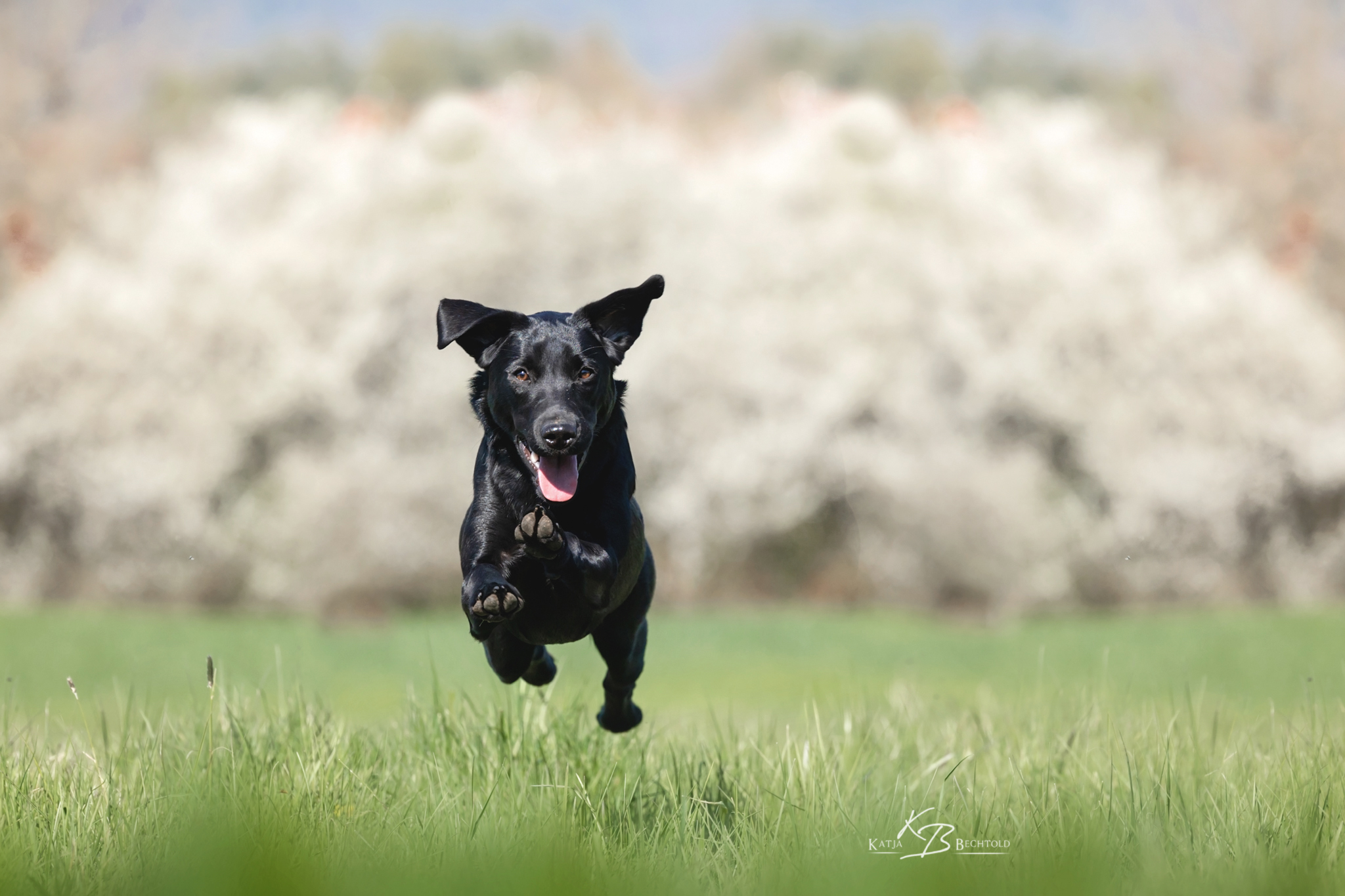 Ulvy vom Gerretsfeld