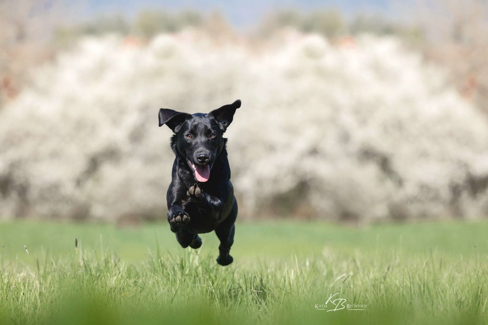 Ulvy vom Gerretsfeld