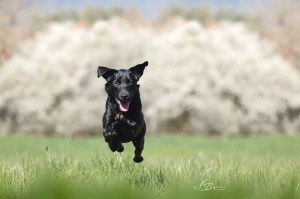 Ulvy vom Gerretsfeld