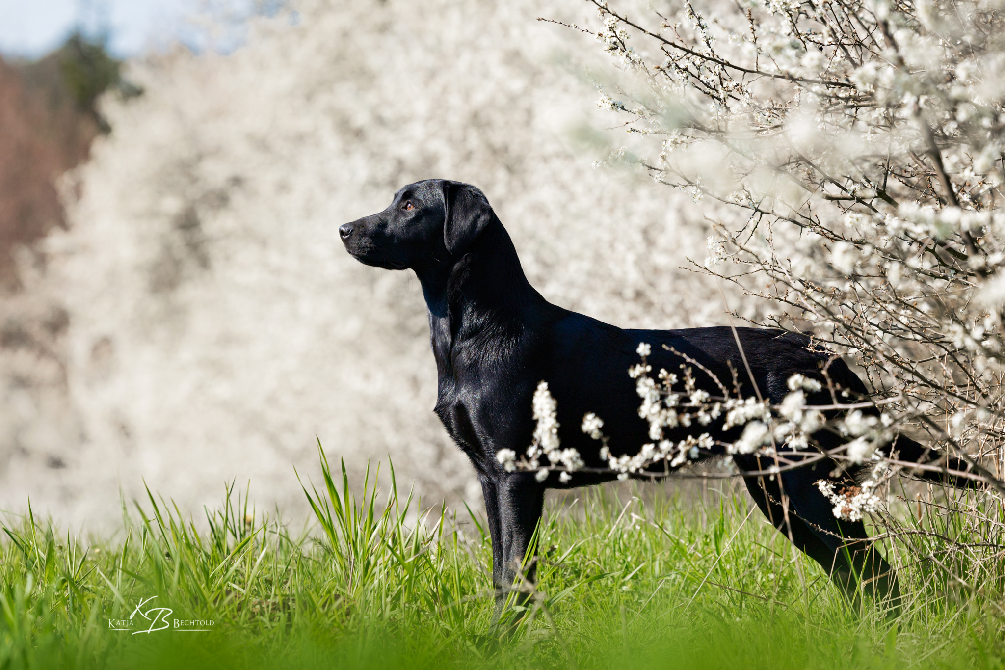 Ulvy vom Gerretsfeld (sieben Monate)