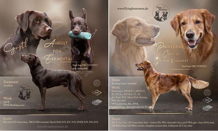 Stud dogs announcements