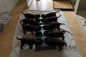 Now Gustl’s nine Choco dwarfs are already seven weeks old