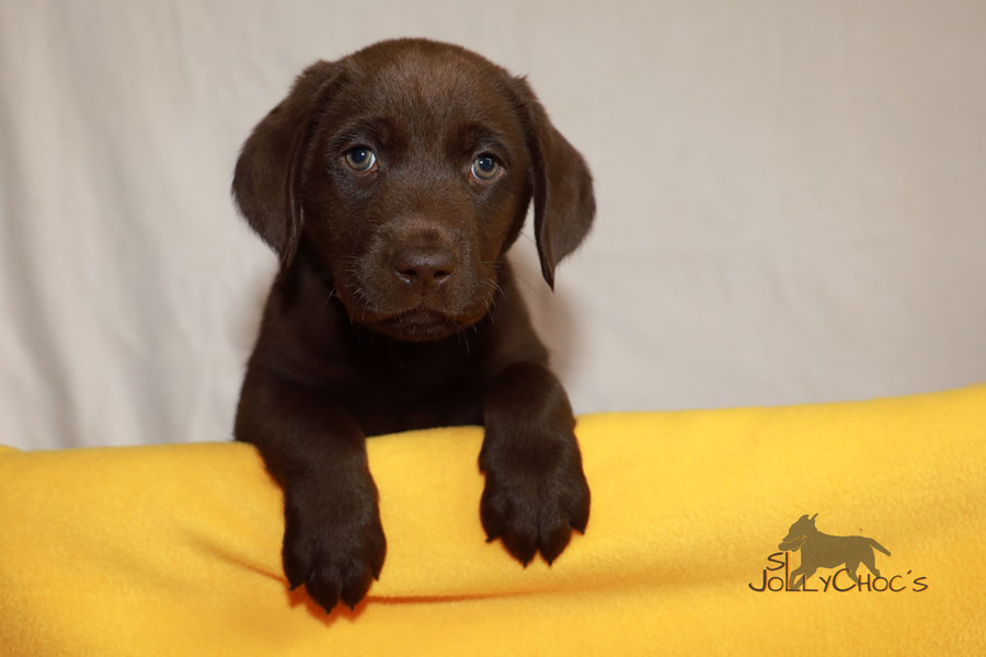 SL JC´s Huntsman Beppo ist nach Stuttgart zu Kerstin, Martin und Chocolabbi Rüde Carlo gezogen.