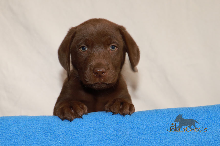 SL JC´s Harlekin Otto wohnt jetzt bei Stefanie und Kai in Bochum
