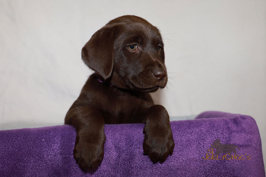 SL JC´s Happy Huntress verstärkt das eigene Rudel und wird, genau wie Digger, Ralf´s Hund.