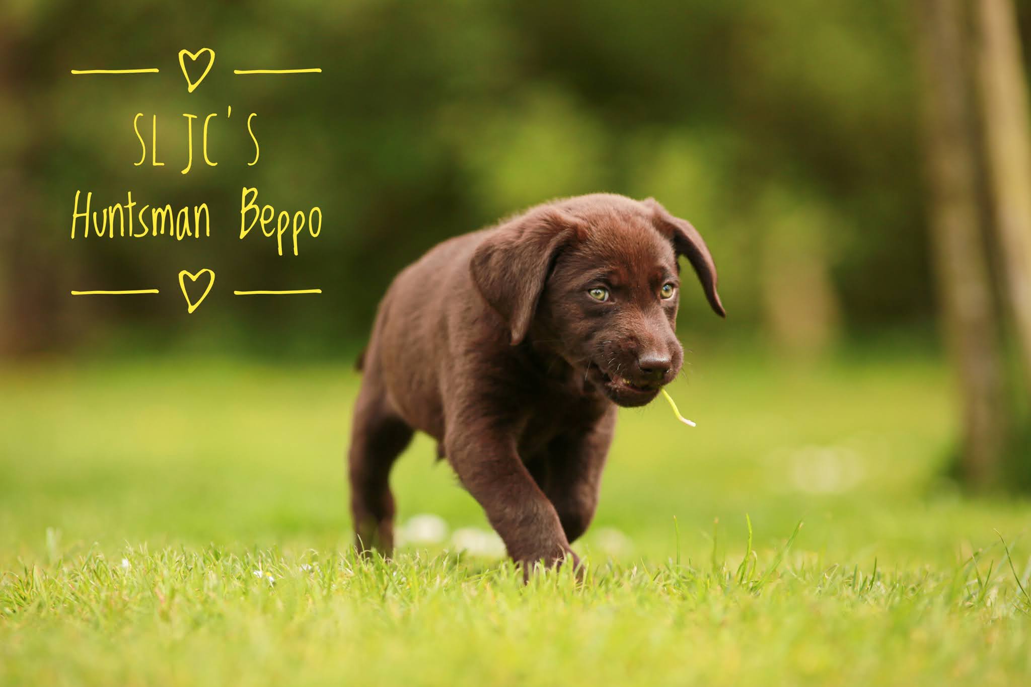 SL JC´s Huntsman Beppo ist nach Stuttgart zu Kerstin, Martin und Chocolabbi Rüde Carlo gezogen.