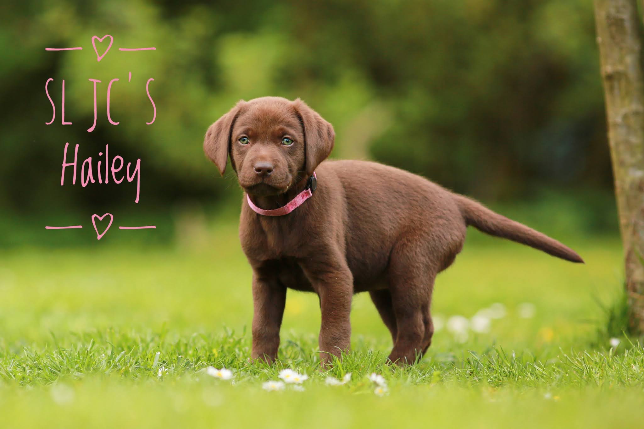 SL JC´s Hailey Hailey wirbelt ab jetzt bei Elke und Uli in Langgöns in Hessen