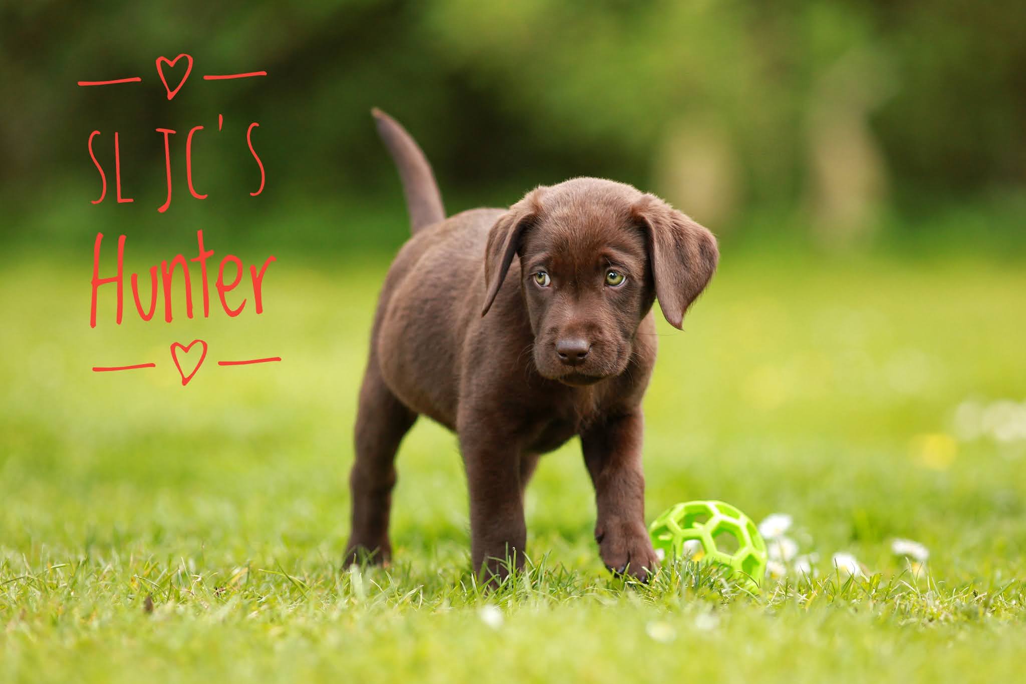 SL JC´s Hunter lebt bei Anja & Michael mit ihren beiden Söhnen in Vechelde.