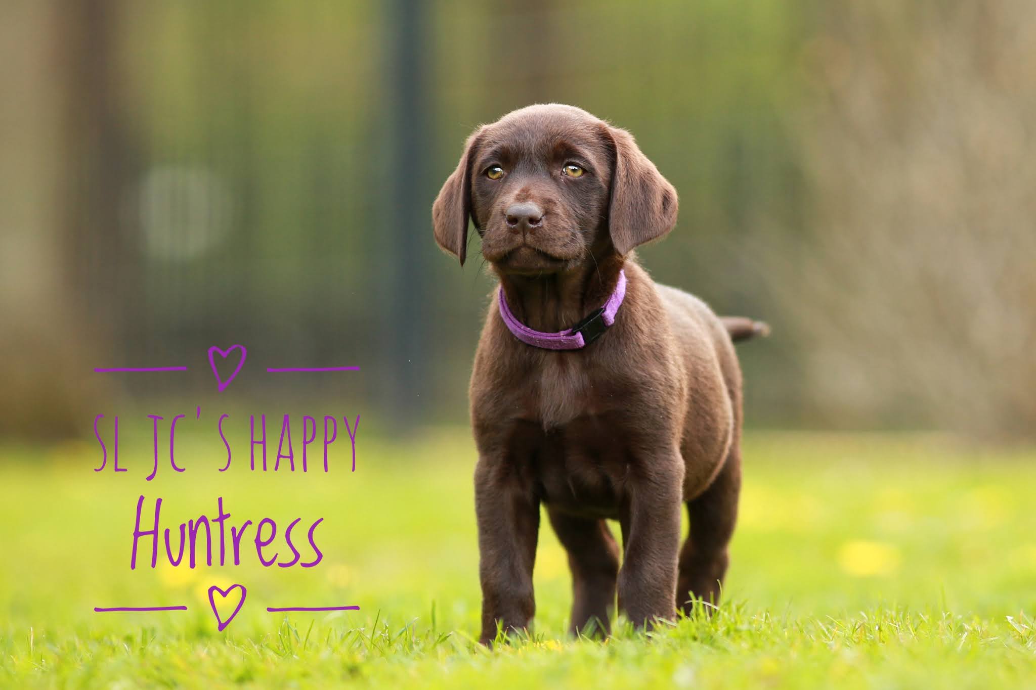 SL JC´s Happy Huntress verstärkt das eigene Rudel und wird, genau wie Digger, Ralf´s Hund.