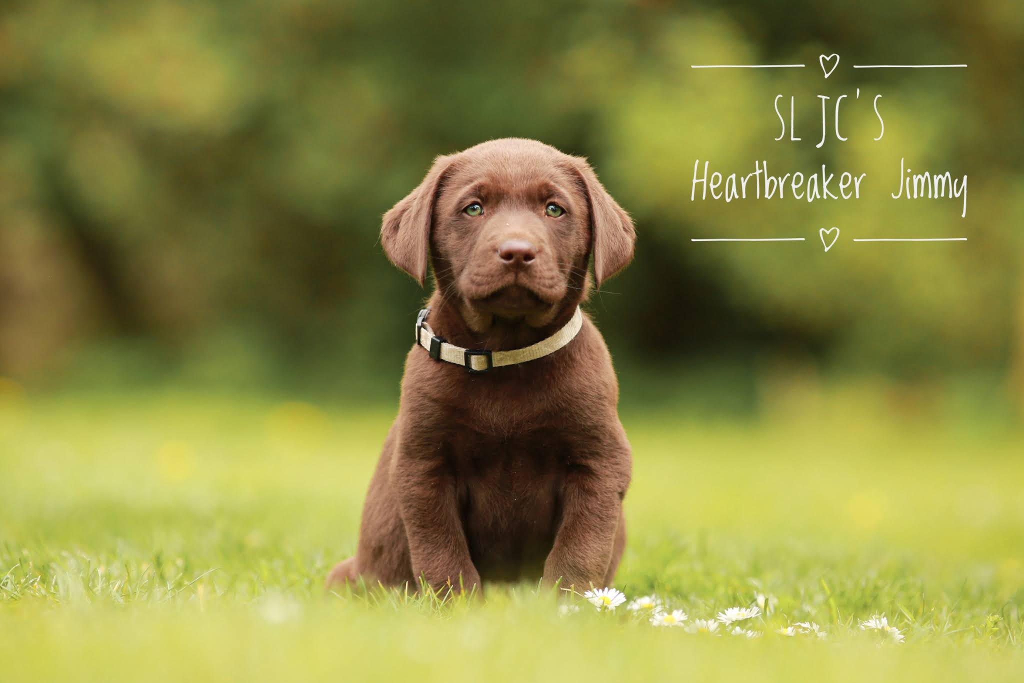 SL JC´s Heartbreaker Jimmy ist zu Alix nach Hamburg gezogen