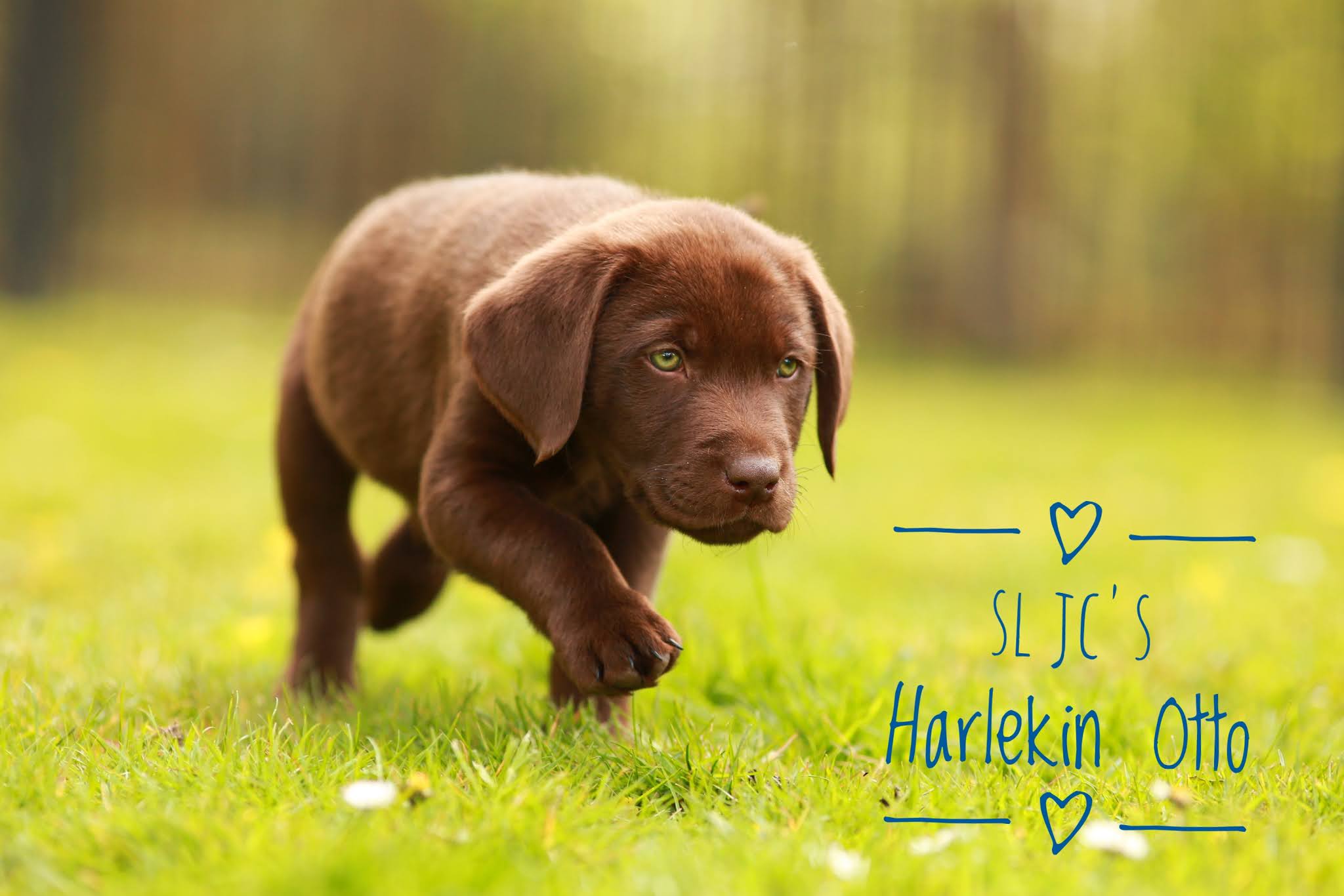 SL JC´s Harlekin Otto wohnt jetzt bei Stefanie und Kai in Bochum