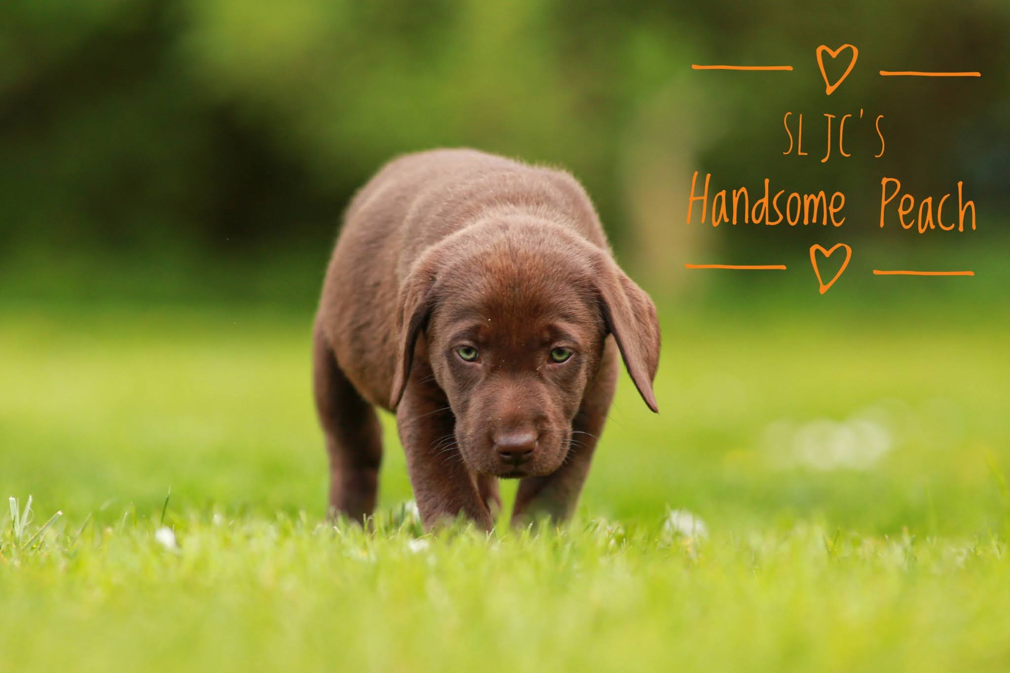 SL JC´s Handsome Peach verstärkt das Rudel Mires & SL JC´s Chaplin von Elke & Herbert in Krefeld.