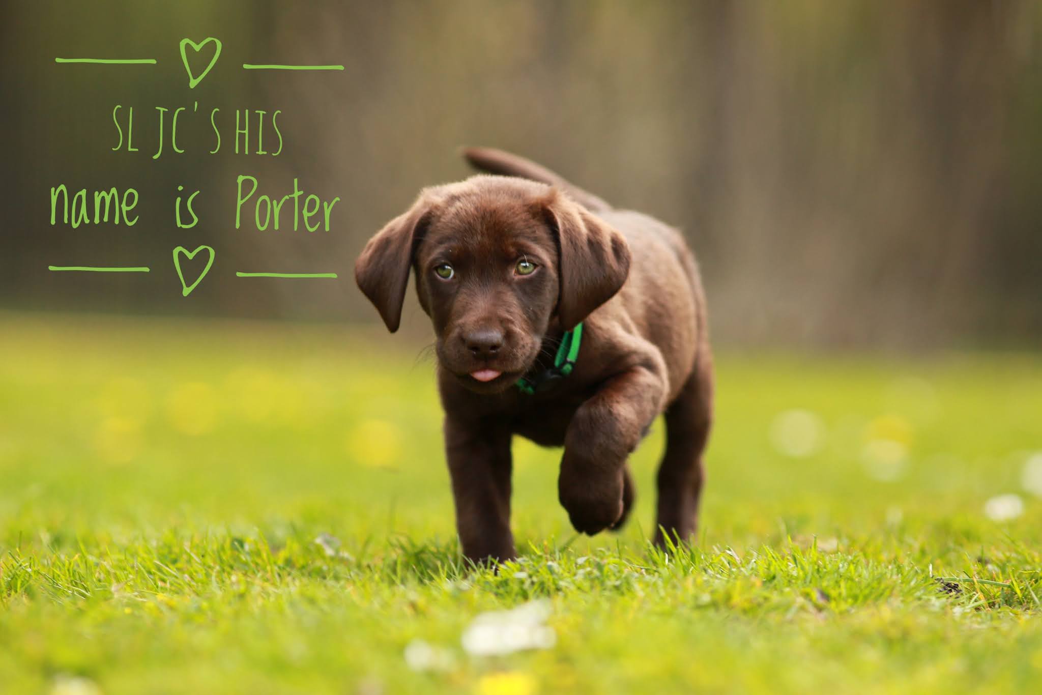 SL JC´s His name is Porter bereichert nun das Leben von Petra & Bernd in Xanten