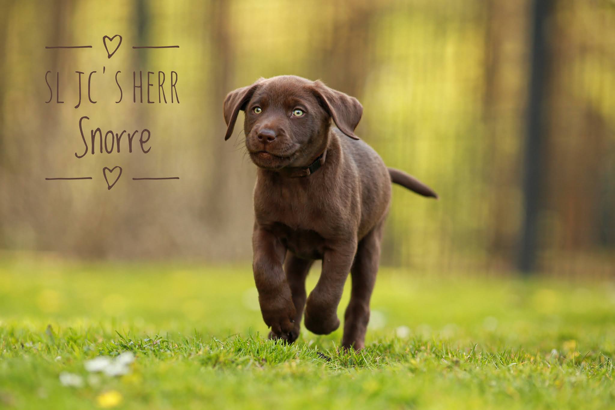 SL JC´s Herr Snorre lebt in Grefrath bei Sylvia & Oliver und ihren 3 Kindern.