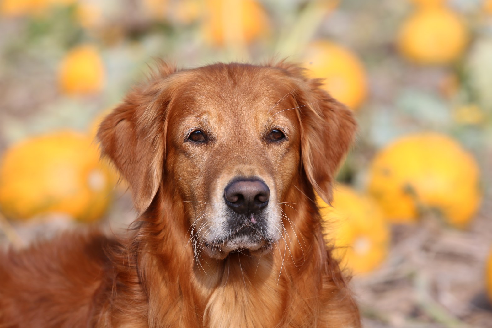 Phinegean Coda of Golden Summerby