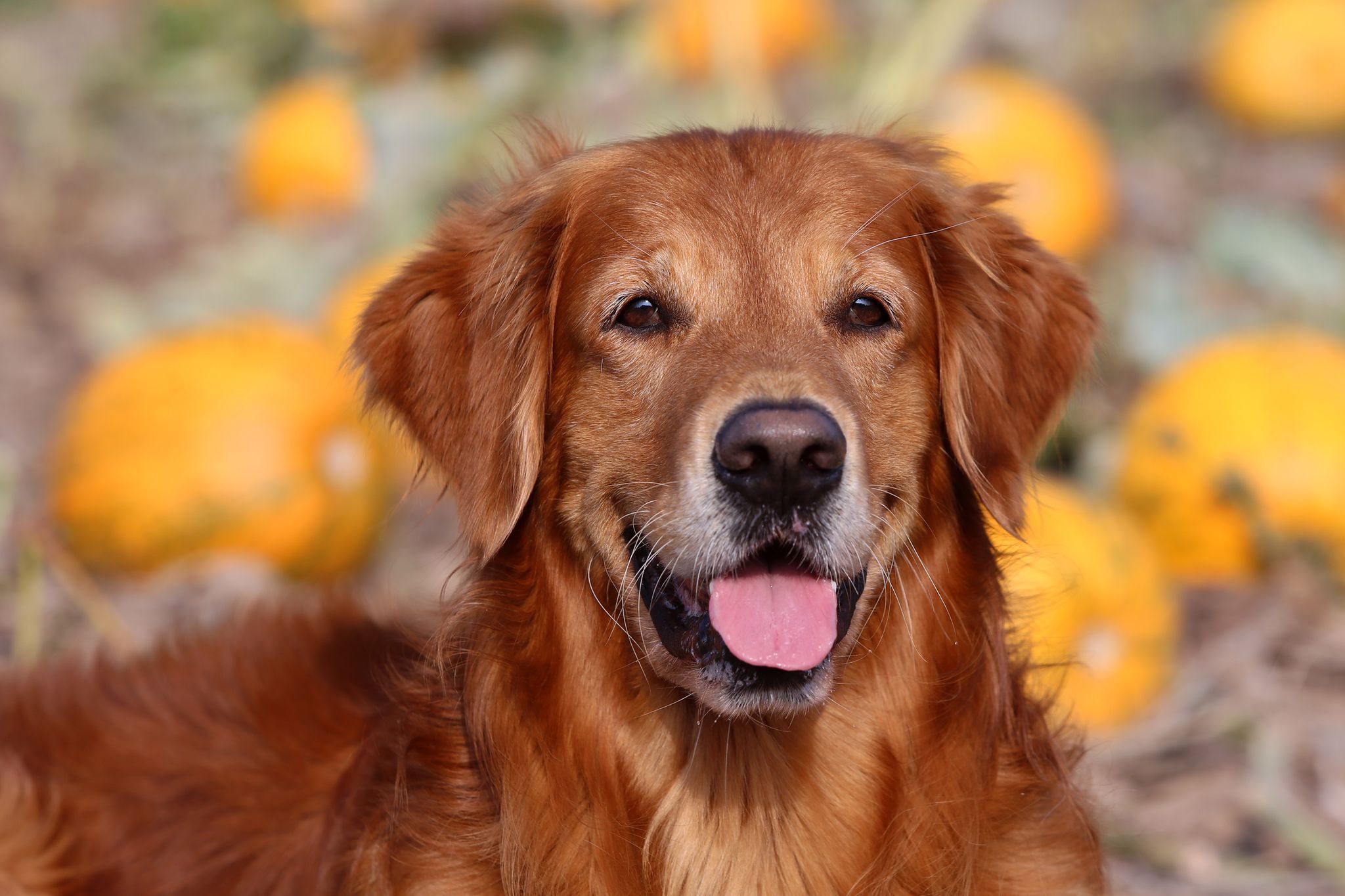 Phinegean Coda of Golden Summerby - Herbst 2021