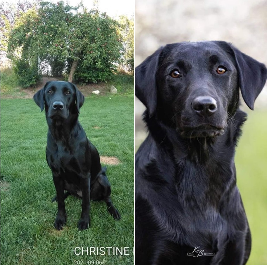 Uma und Ulvy vom Gerretsfeld