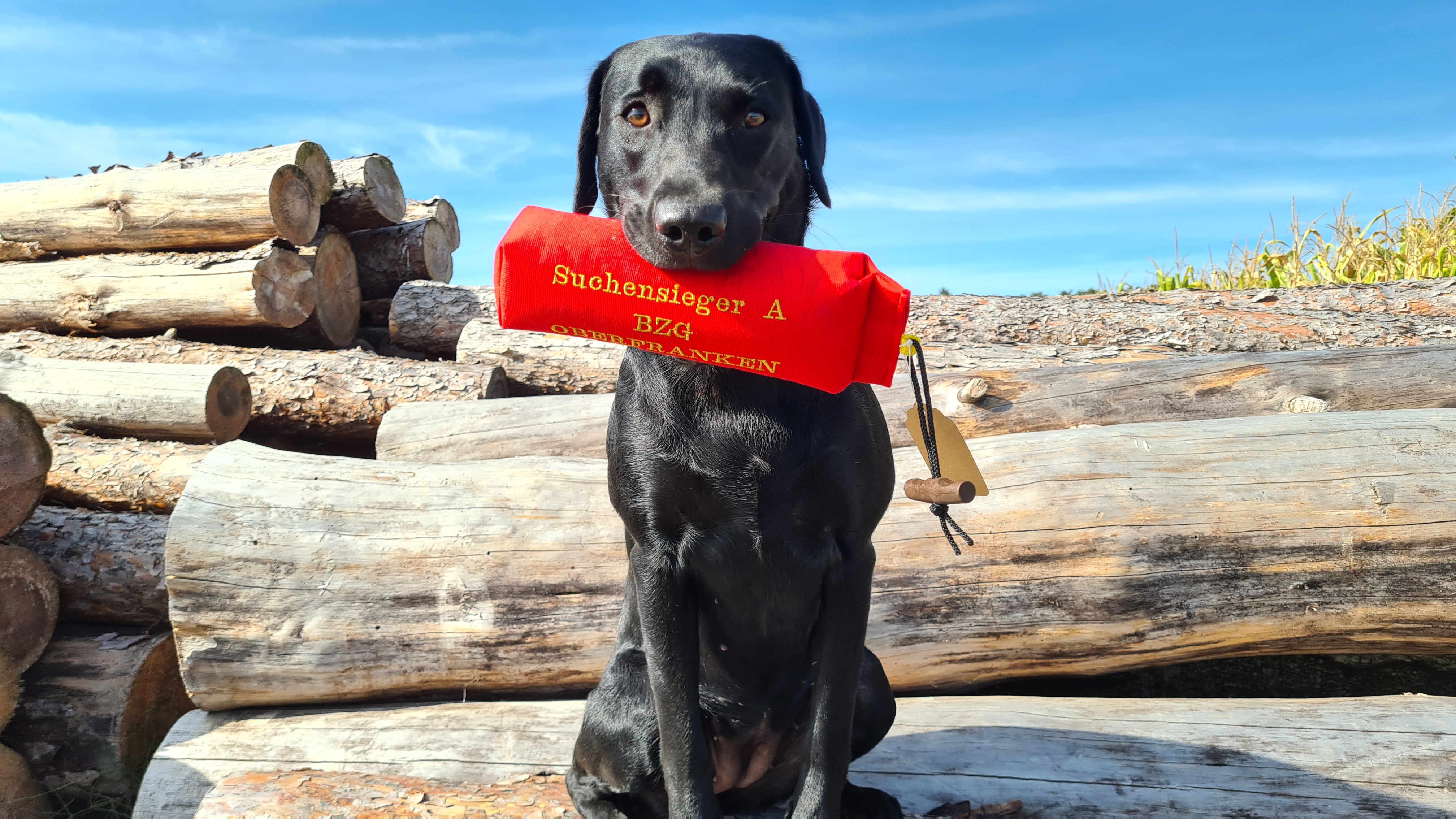 Ulvy vom Gerretsfeld - Suchensieg in der APD/R A mit 80 v. 80 Punkten