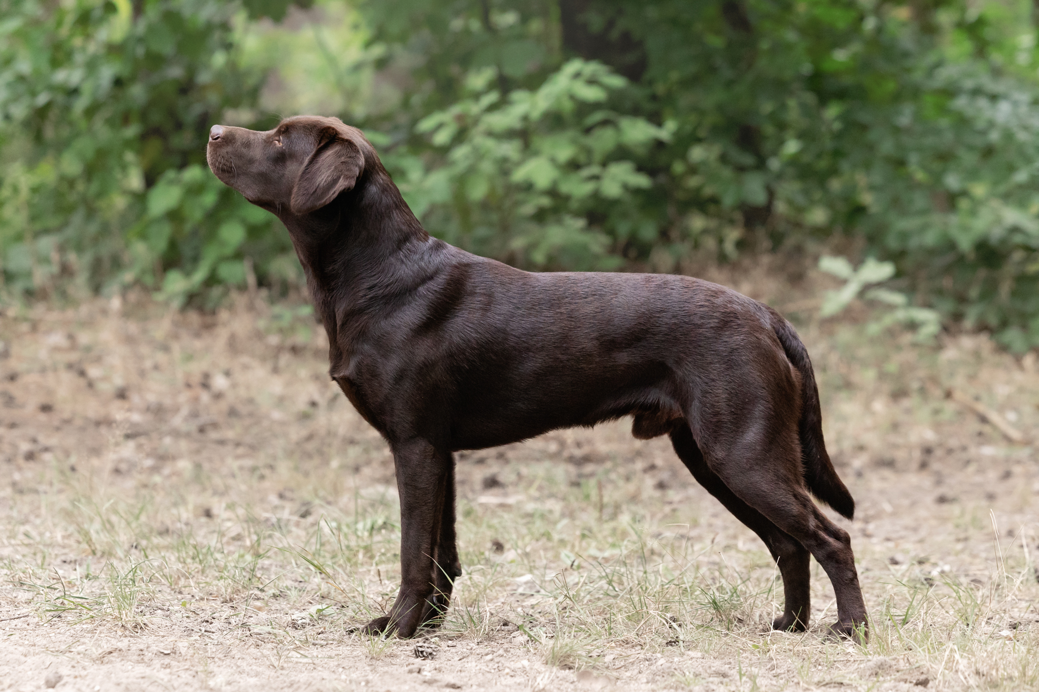 August (Gustl) vom Ebrachtal - Oktober 2021