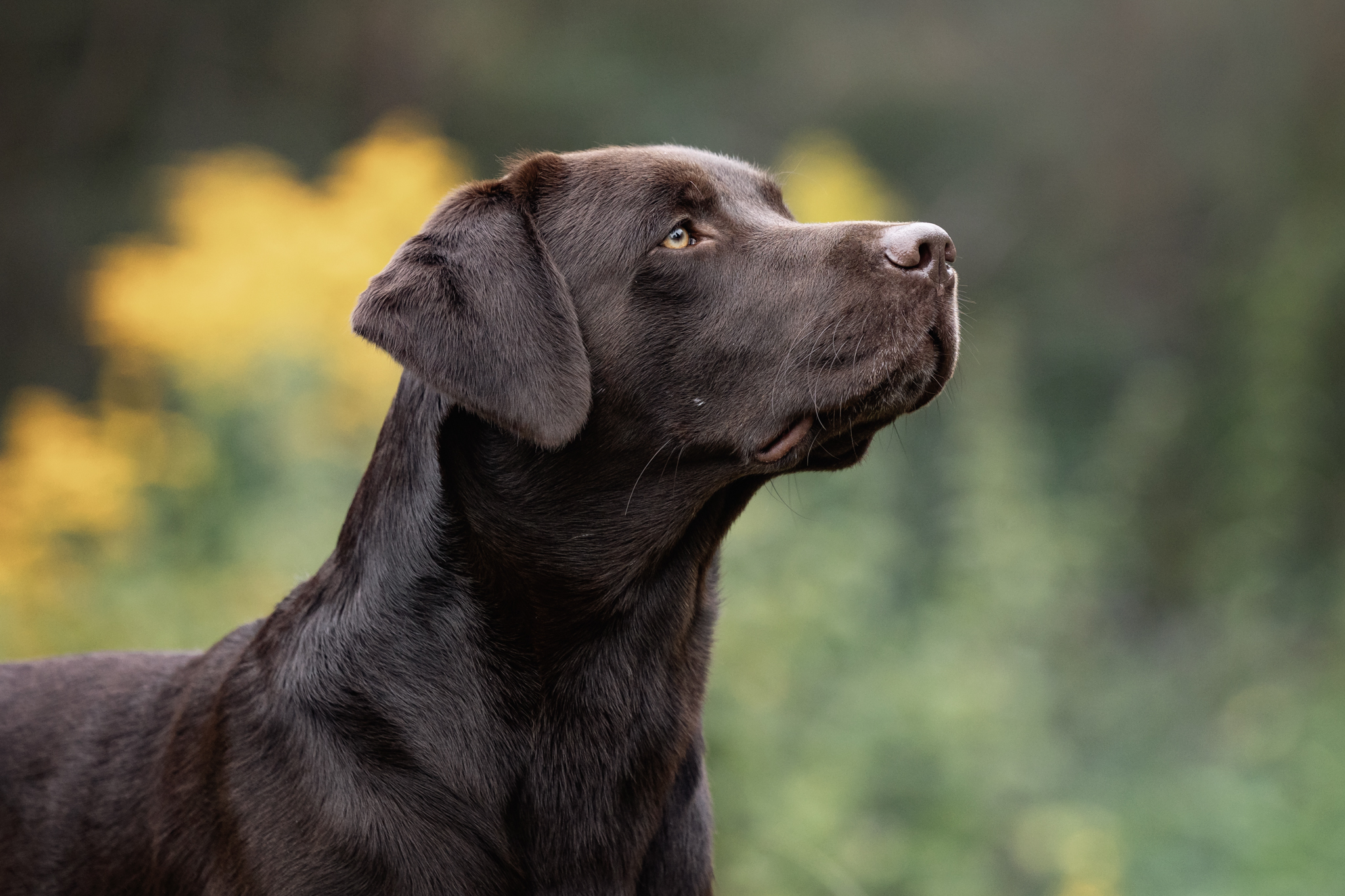 August (Gustl) vom Ebrachtal - Oktober 2021