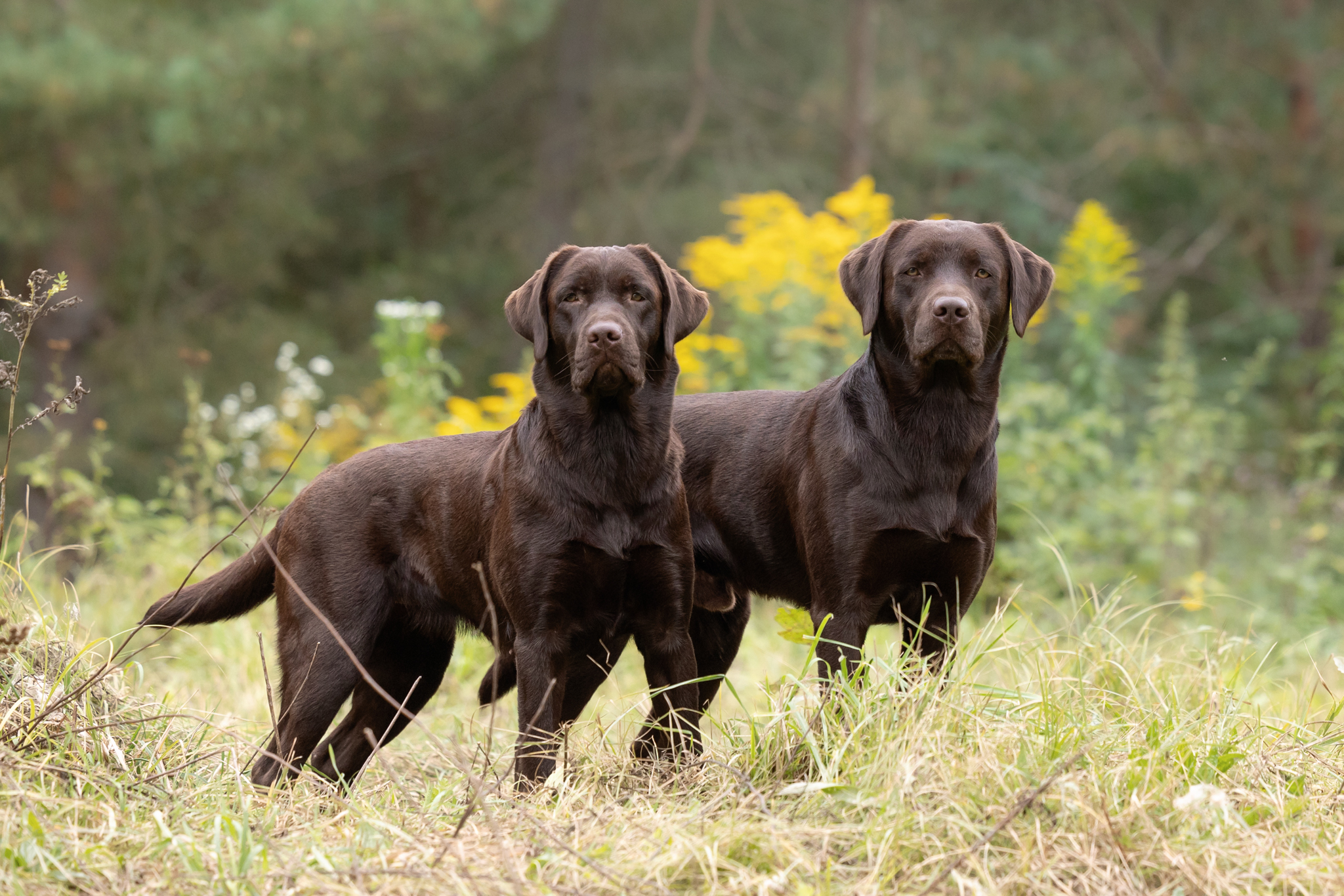 August (Gustl) (r.) und seine Schwester Büxe vom Ebrachtal - Oktober 2021