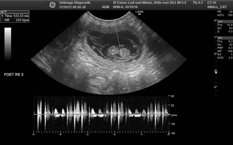 Die J-chen und K-chen / The J- and&nbsp;K-puppies