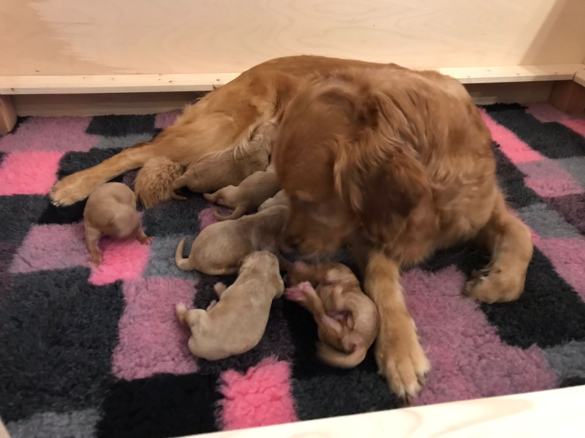 Soooo stolze Shila - Tag der Geburt - 16.11.21 - Phinegens erster Wurf bei Lumi's Golden - sieben propere und muntere Welpen