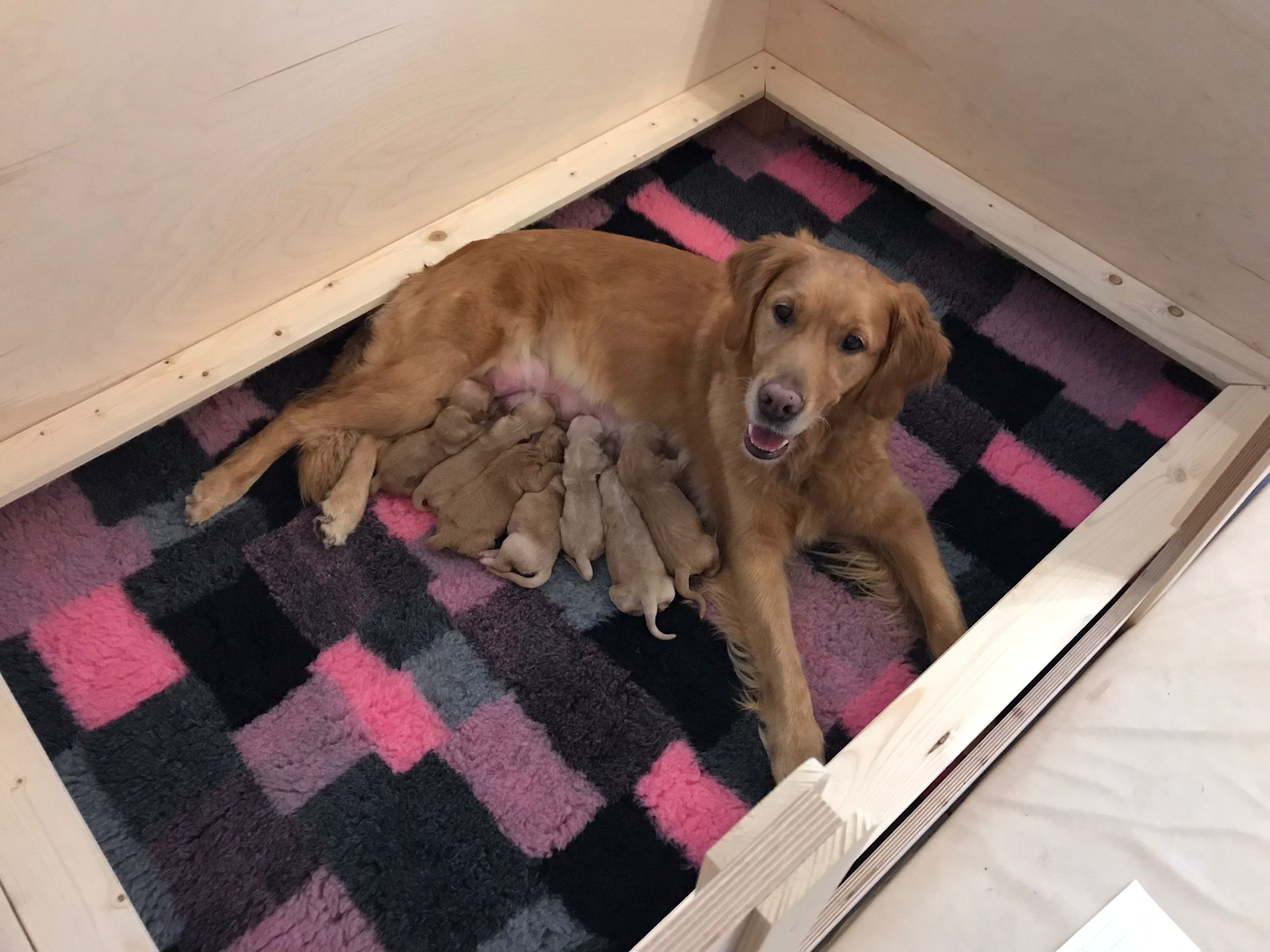 Soooo stolze Shila - Tag der Geburt - 16.11.21 - Phinegens erster Wurf bei Lumi's Golden - sieben propere und muntere Welpen