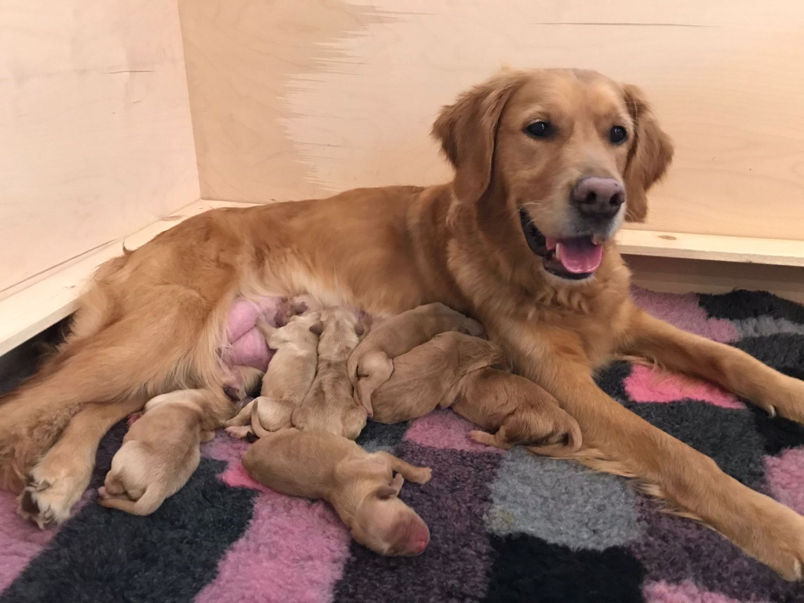 Soooo stolze Shila - Tag der Geburt - 16.11.21 - Phinegens erster Wurf bei Lumi's Golden - sieben propere und muntere Welpen