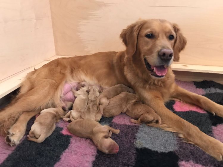 Phinegean ist Papa  /  Phinegean is&nbsp;daddy