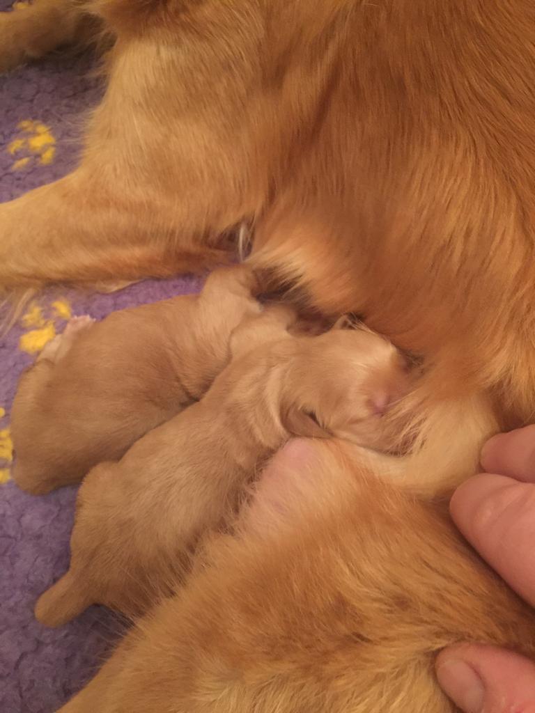 Phinegens zweiter Wurf – zwei propere und muntere Welpen