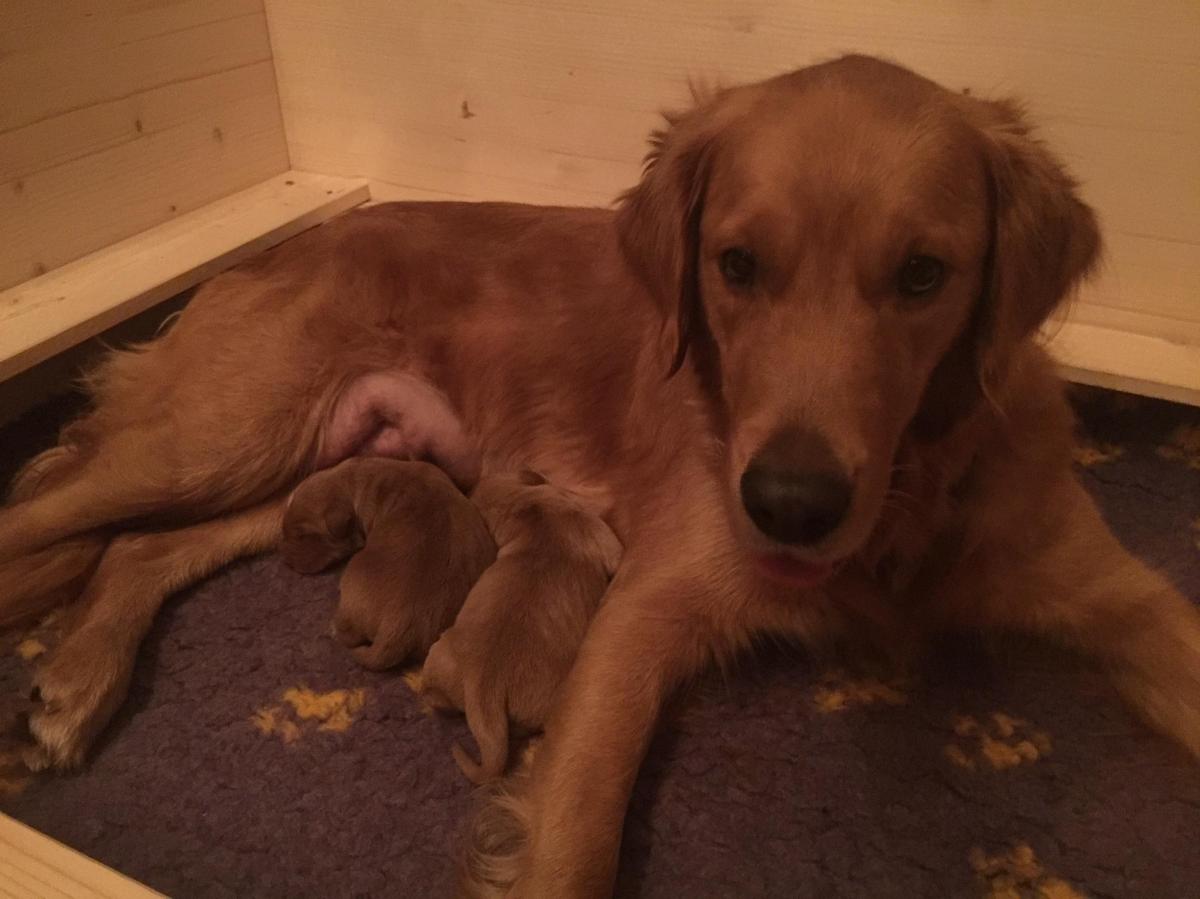 Aller guten Dinge sind zwei /  All good things come in&nbsp;twos