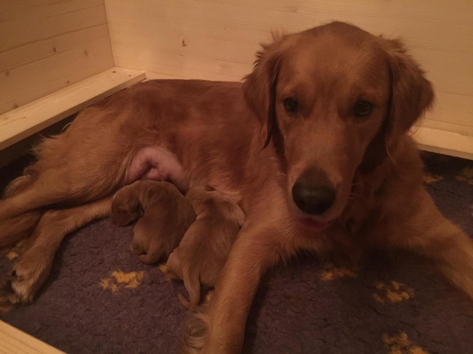 Stolze Gwendy – Tag der Geburt – 19.11.21 – Phinegens zweiter Wurf – zwei propere und muntere Welpen