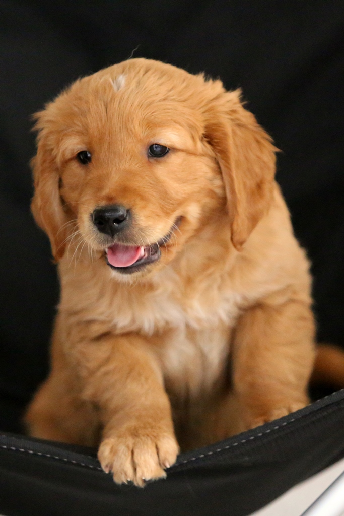 Phinegean’s Welpen /  Phinegean’s puppies