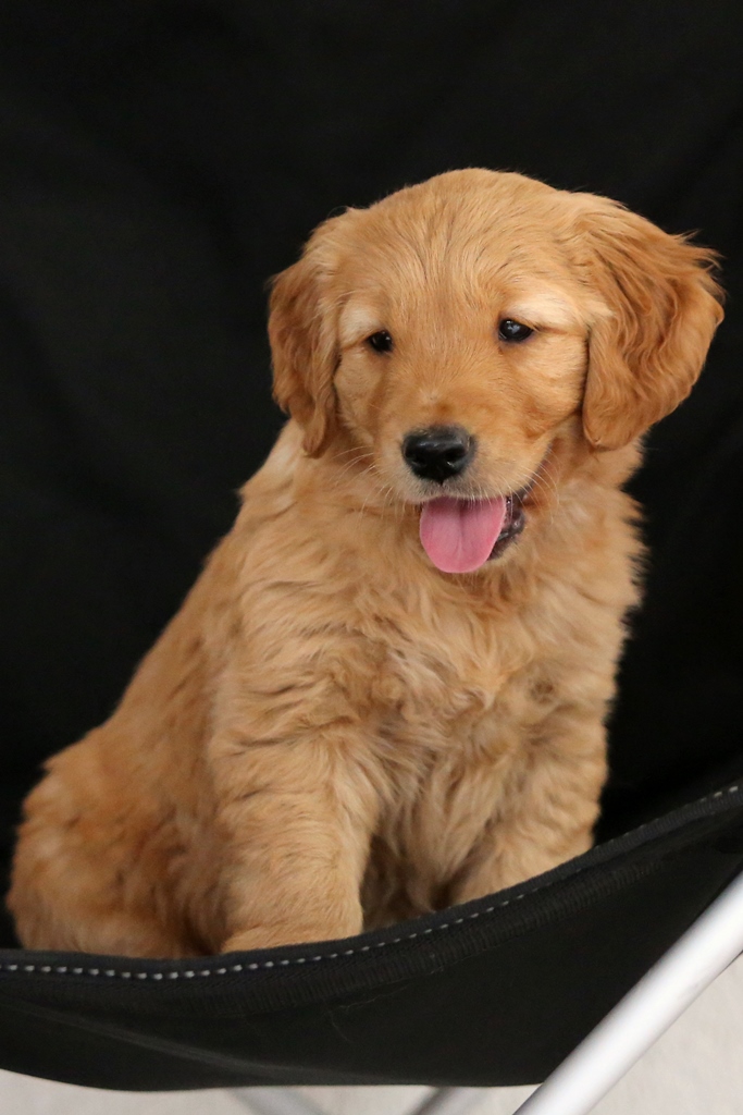 Phinegean und Gwendy Welpe 2