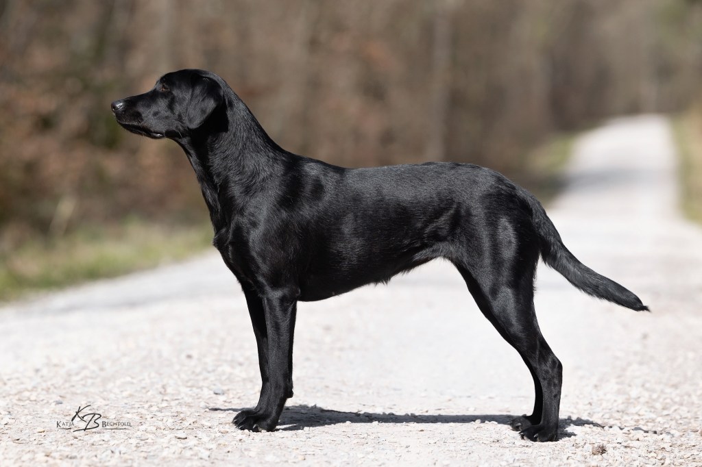 Ulvy vom Gerretsfeld