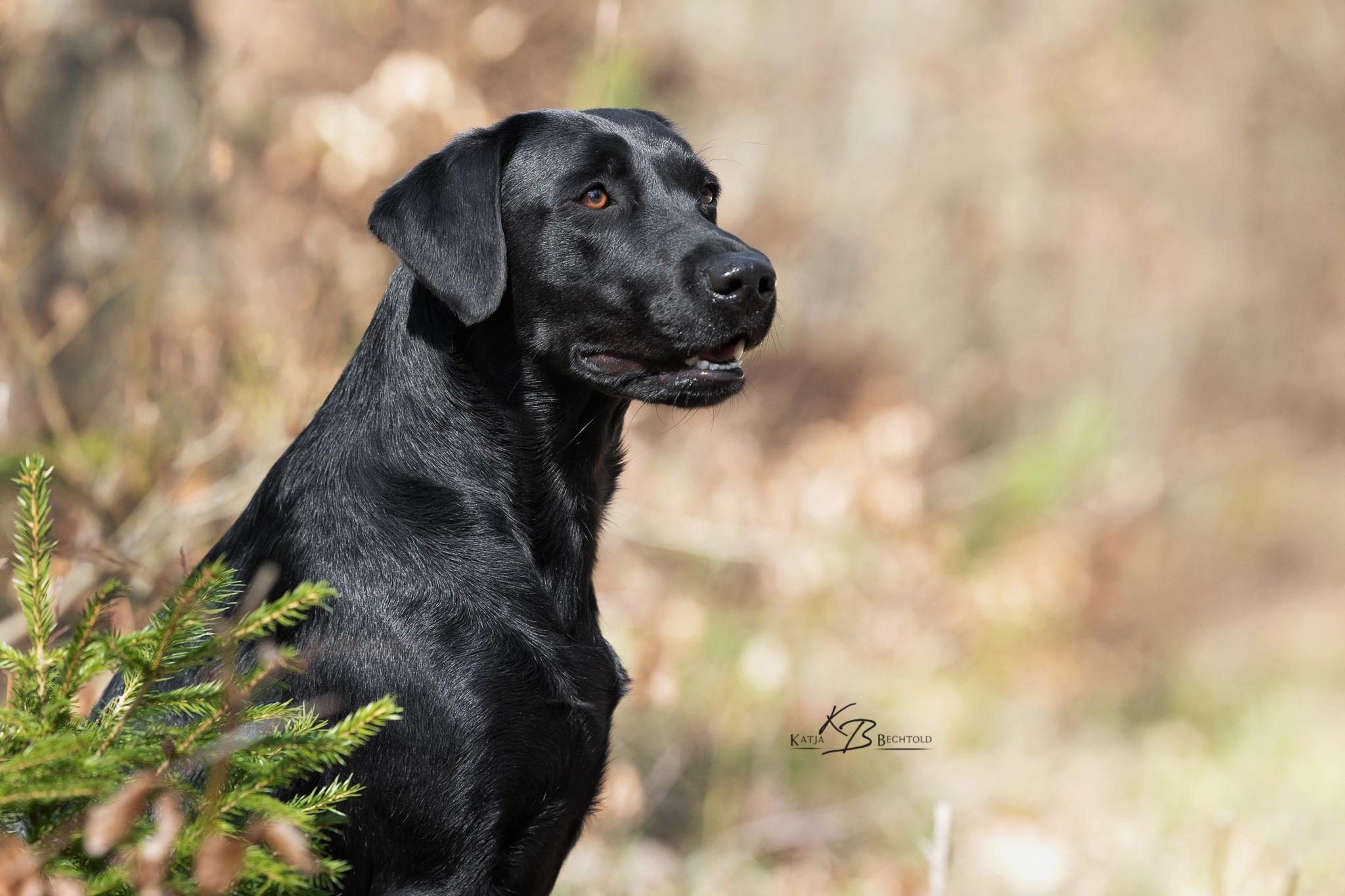 Ulvy vom Gerretsfeld (19 Monate)