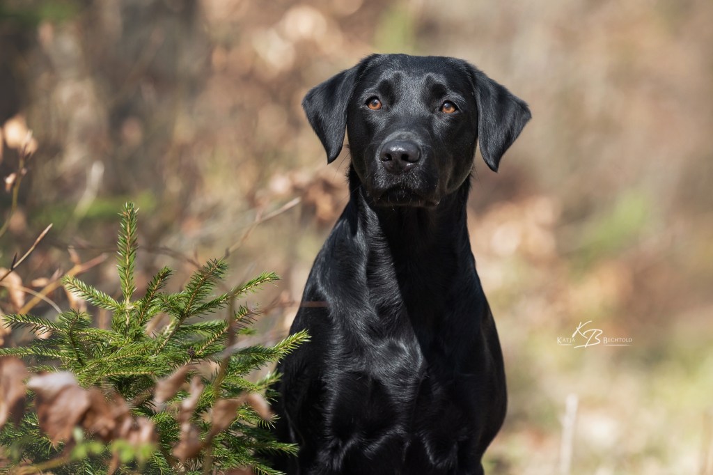 Ulvy vom Gerretsfeld (19 Monate)
